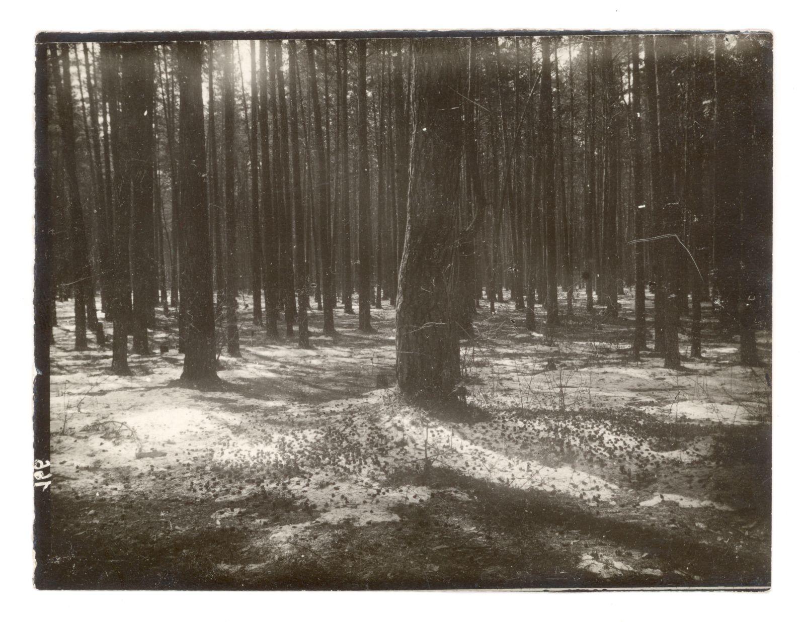 Мещёра. 1930-е годы. Автор фотографии - Константин Паустовский.