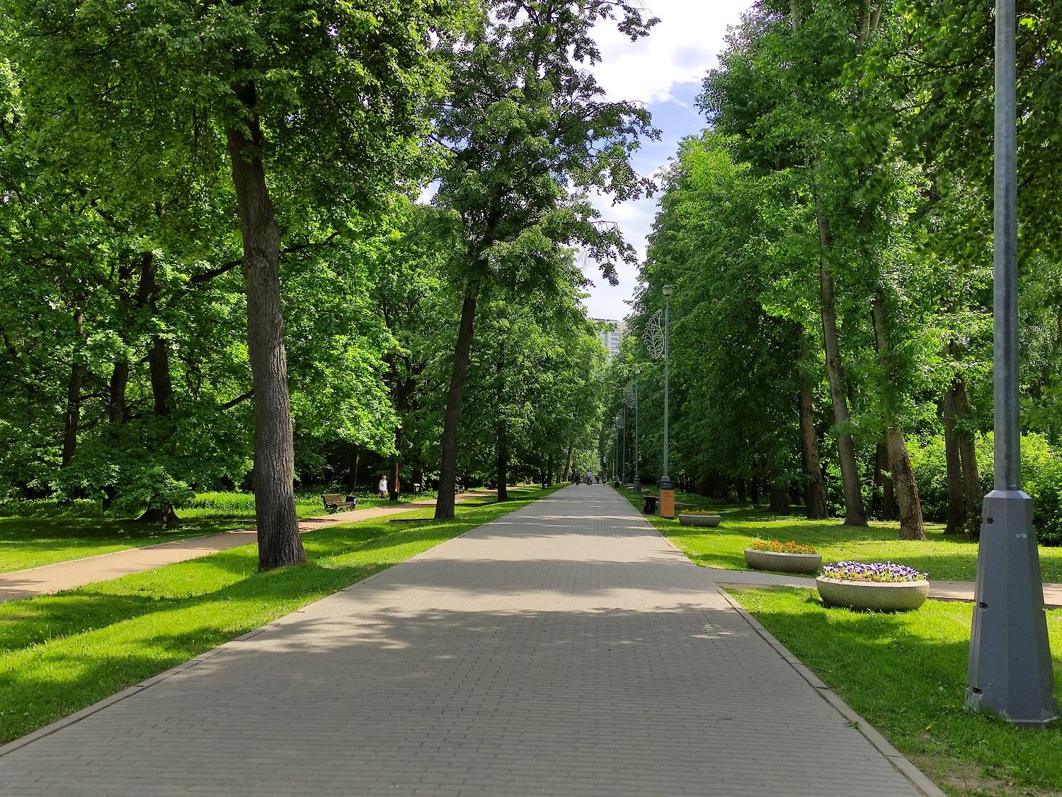 Дубрава в парке "Усадьба Воронцово"