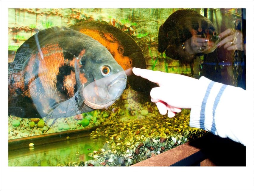 Фотография. Рыба. 2016-2017. Игорь Самолет