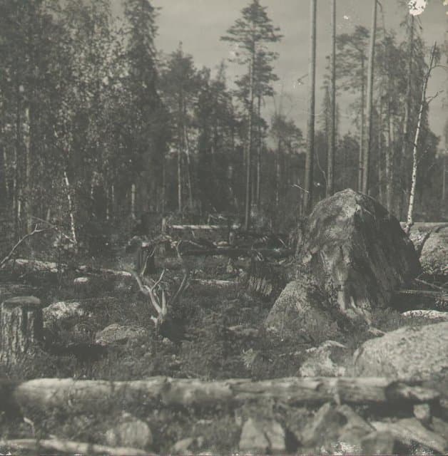 Фотография. Берег Ковда-озера. 1925-1926. Улитин В.И.