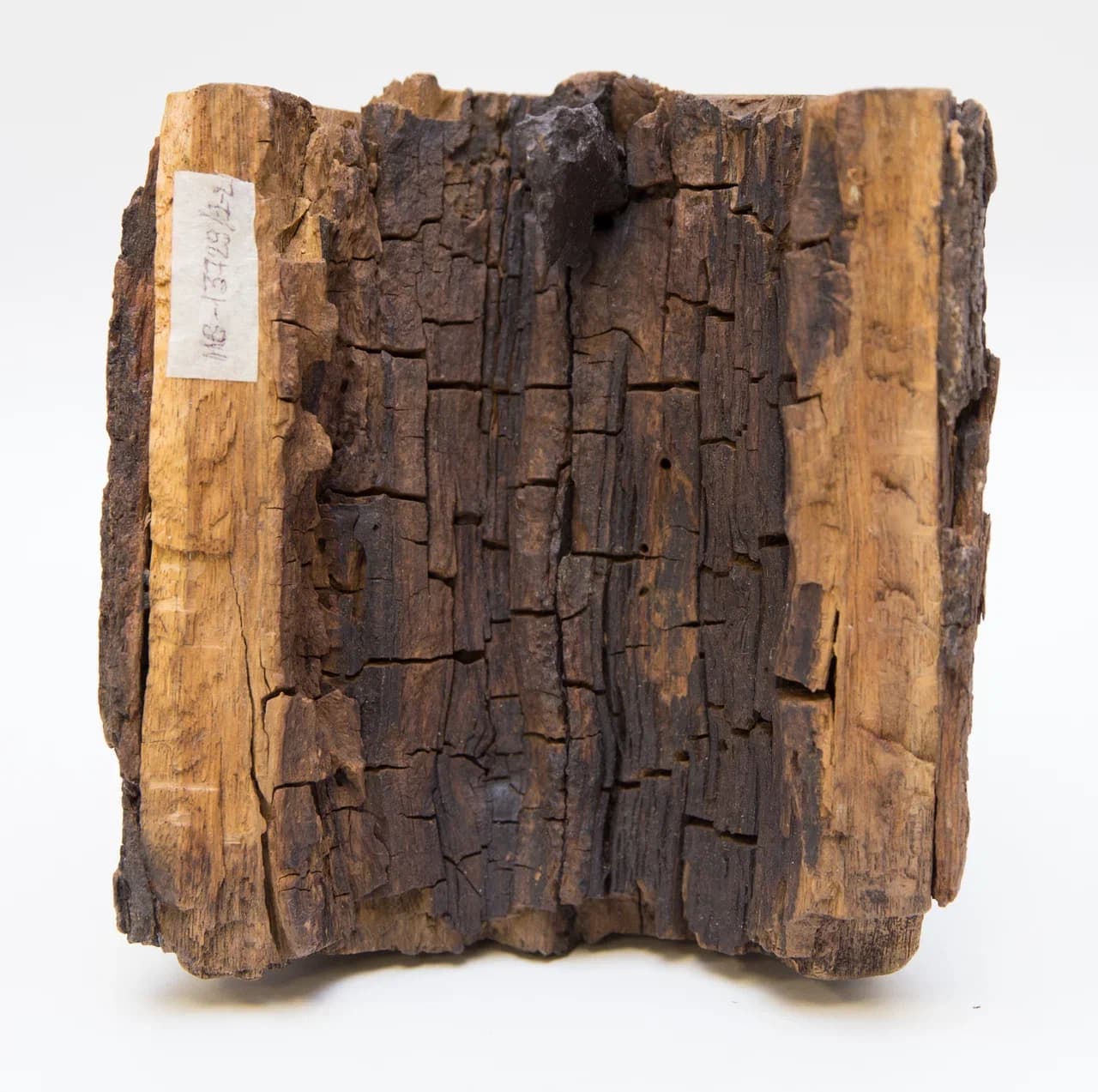 Фрагмент спиленного дерева с застрявшим осколком осколочно-фугасного снаряда периода обороны Севастополя в 1941-1942 гг.