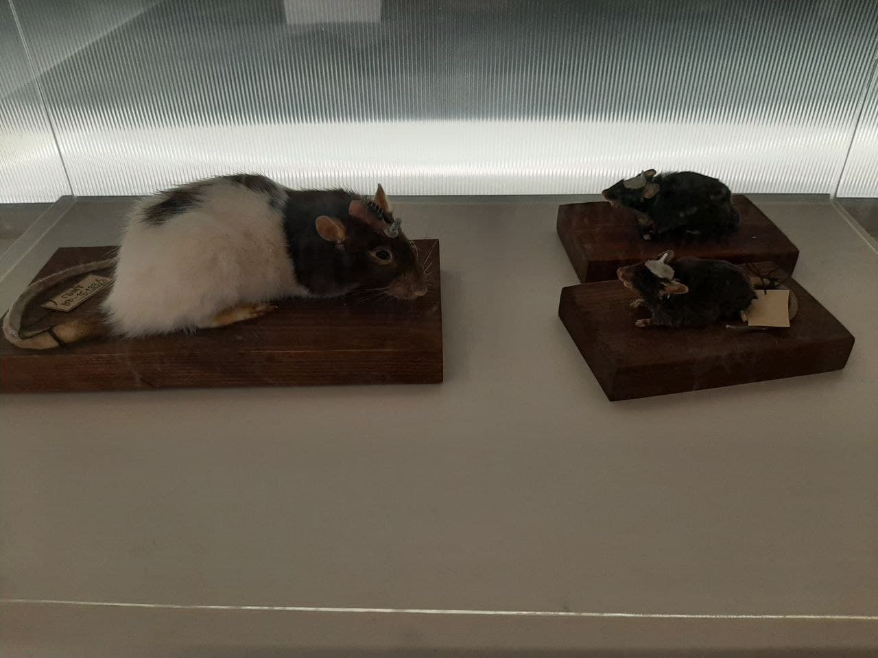 Третий признак – «Раздражимость»