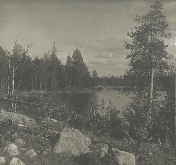 Фотография. Север. Лес на реке Ковда. 1926-1927. Улитин В.И.