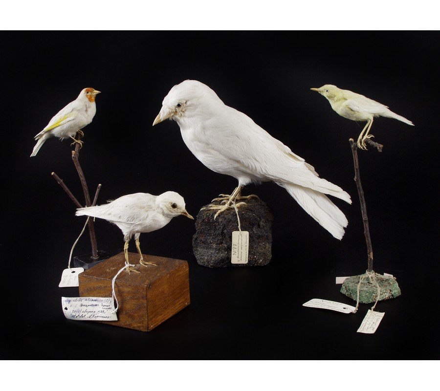 Чучела птиц-альбиносов коллекции Дарвиновского музея. 
